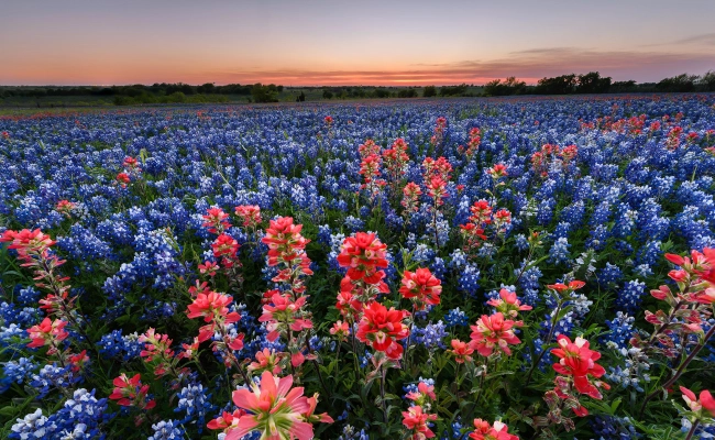tx hill country bluebonnet and indian paintbrush wildflowers at sunset