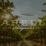 Logo of Barelle Vineyards overlaid on a photo of a vineyard.