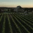 Vineyards of a winery at sunrise in Fredericksburg, Texas.