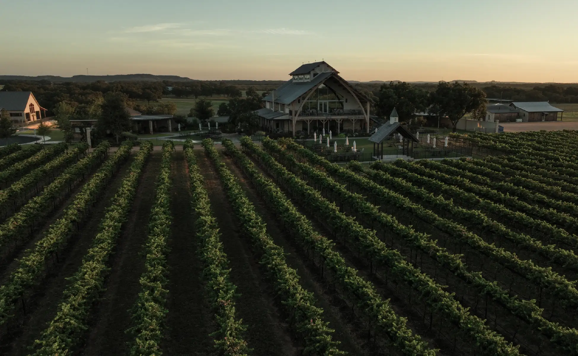 Vineyards of a winery at sunrise in Fredericksburg, Texas.